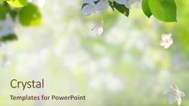  Presentation with blurred flowers - PPT layouts with blossoms with green leaves spring background and a soft green colored foreground