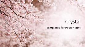  Presentation with cherry blossoms in full bloom - Slide set featuring blossoms with incoming soft light background and a sky blue colored foreground