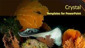  Presentation with dental x ray - Presentation design enhanced with blotched-fantail-ray-marbled-stingray background and a tawny brown colored foreground