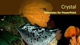  Presentation with x ray - Beautiful PPT layouts featuring blotched-fantail-stingray-marbled-ray backdrop and a tawny brown colored foreground
