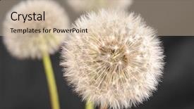  Presentation with dandelion - Audience pleasing PPT layouts consisting of blow-ball-of-dandelion-flower backdrop and a soft green colored foreground