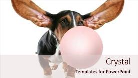  Presentation with basset hound - Colorful presentation theme enhanced with blowing a bubble with gum backdrop and a lemonade colored foreground
