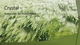  Presentation with motion - Slides enhanced with blowing iwnd - beautiful background of motion blurred background and a mint green colored foreground