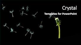  Presentation with dandelion - Theme featuring blowing iwnd - dandelion seeds in the wind background and a black colored foreground
