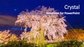  Presentation with japan cherry blossom - Beautiful theme featuring blowing leaf - maruyama park in kyoto japan backdrop and a navy blue colored foreground