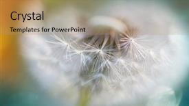  Presentation with blowing leaves - Audience pleasing presentation theme consisting of blowing leaves - blowball in spring sunny meadow backdrop and a coral colored foreground