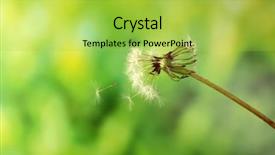  Presentation with tiffany green - Cool new PPT theme with blown dandelion on green blurred backdrop and a  colored foreground