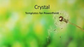  Presentation with dandelion - Colorful slide set enhanced with blown dandelion on green blurred backdrop and a yellow colored foreground