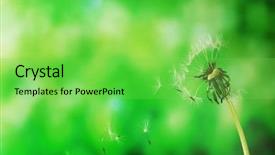  Presentation with dandelion - Amazing presentation design having blown dandelion on green blurred backdrop and a  colored foreground