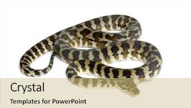  Presentation with python - PPT theme with blqck snake - python morelia spilota variegata black background and a  colored foreground