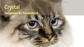  Presentation with flash point - PPT theme with blu-tabby-point birman 18 background and a tawny brown colored foreground