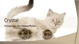  Presentation with kitten - Slide deck featuring blu-tabby-point birman kitten background and a lemonade colored foreground
