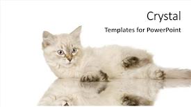  Presentation with hello kitty cute little kitten - Colorful presentation theme enhanced with blu-tabby-point birman kitten backdrop and a white colored foreground
