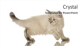  Presentation with kitten - Slide deck with blu-tabby-point birman kitten background and a white colored foreground