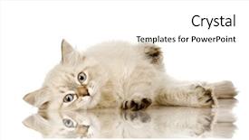  Presentation with hello kitty cute little kitten - Beautiful PPT theme featuring blu-tabby-point birman kitten backdrop and a white colored foreground