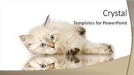  Presentation with kitten - Theme enhanced with blu-tabby-point birman kitten background and a white colored foreground