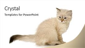  Presentation with hello kitty cute little kitten - Slide set consisting of blu-tabby-point birman kitten background and a white colored foreground