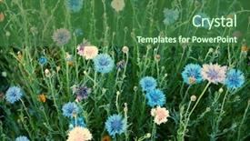  Presentation with wildflower field - Presentation theme featuring roses blue - cornflower or bachelor's button wildflower background and a forest green colored foreground