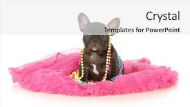  Presentation with cute christmas pug puppy dog - Cool new slide deck with blue 7 yellow - cute female puppy - french backdrop and a white colored foreground