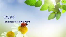  Presentation with ladybug - Colorful PPT theme enhanced with blue 7 yellow - daisies field and bokeh korovkfon backdrop and a sky blue colored foreground