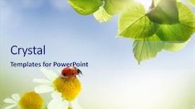  Presentation with ladybug - Beautiful PPT layouts featuring blue 7 yellow - daisies field and bokeh korovkfon backdrop and a sky blue colored foreground