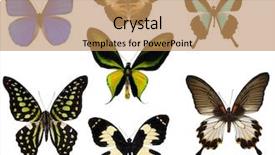  Presentation with rustic purple butterflies - Amazing slide deck having blue 7 yellow - seven tropical butterflies isolated backdrop and a  colored foreground