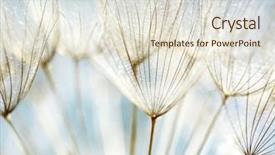  Presentation with dandelion - PPT theme with blue abstract dandelion flower background background and a lemonade colored foreground