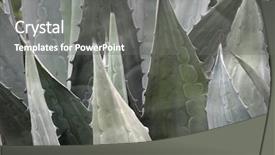  Presentation with tequila - Presentation theme with blue agave plant the same background and a gray colored foreground