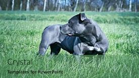  Presentation with meadow - PPT theme having blue-american-staffordshire-terrier background and a ocean colored foreground