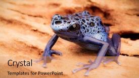  Presentation with extinction - Audience pleasing PPT theme consisting of blue and black poison dart backdrop and a coral colored foreground