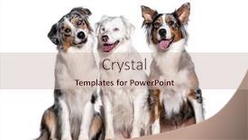  Presentation with double blessing - PPT layouts featuring blue-and-double-merle-australian background and a soft green colored foreground