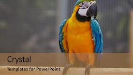  Presentation with blue gold - Cool new presentation design with blue and gold macaw - big backdrop and a coral colored foreground