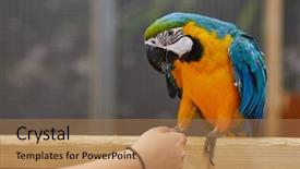  Presentation with blue gold - Beautiful presentation theme featuring blue and gold macaw - big backdrop and a coral colored foreground