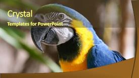  Presentation with blue gold - Presentation featuring blue-and-gold-yellow-macaw background and a tawny brown colored foreground
