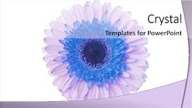  Presentation with lilac flower - Slides having blue and lilac gerbera flower background and a white colored foreground
