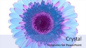  Presentation with lilac flower - Colorful PPT theme enhanced with blue and lilac gerbera flower backdrop and a light blue colored foreground