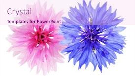  Presentation with pink blue - PPT theme having blue-and-pink-cornflowers-isolated background and a pink colored foreground