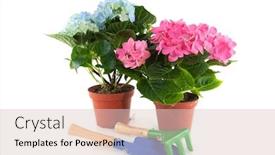  Presentation with hydrangea - Beautiful PPT theme featuring blue and pink hydrangea for the garden backdrop and a lemonade colored foreground