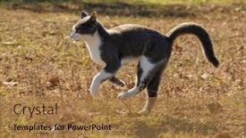  Presentation with autumn blue - Slide set having blue-and-white-tuxedo-cat background and a coral colored foreground