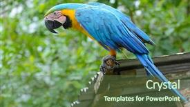  Presentation with blue yellow - Cool new slide deck with blue-and-yellow macaw ara backdrop and a tawny brown colored foreground