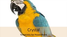  Presentation with blue yellow - Beautiful PPT theme featuring blue-and-yellow macaw ara backdrop and a gold colored foreground