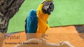  Presentation with blue gold - Colorful presentation theme enhanced with blue-and-yellow-macaw-ara backdrop and a gold colored foreground