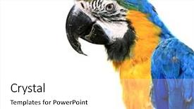  Presentation with blue yellow - Audience pleasing presentation theme consisting of covet - blue-and-yellow macaw - ara ararauna backdrop and a white colored foreground
