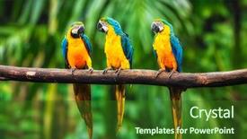  Presentation with blue gold - Beautiful slide deck featuring blue-and-yellow macaw ara backdrop and a forest green colored foreground