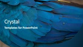  Presentation with blue yellow - Presentation design with blue-and-yellow macaw ara background and a ocean colored foreground
