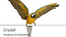  Presentation with flapping - PPT theme having blue and yellow macaw ara background and a white colored foreground