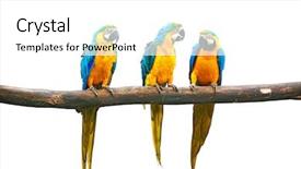  Presentation with blue yellow - Cool new presentation with blue-and-yellow macaw ara backdrop and a white colored foreground