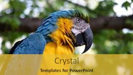  Presentation with blue yellow - Colorful PPT layouts enhanced with blue-and-yellow-macaw-parrot backdrop and a yellow colored foreground