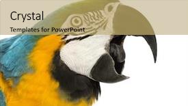  Presentation with blue yellow - Amazing presentation theme having blue-and-yellow macaw backdrop and a yellow colored foreground