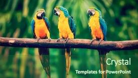  Presentation with blue gold - Colorful PPT layouts enhanced with blue-and-yellow macaw backdrop and a ocean colored foreground